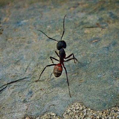 As Formigas