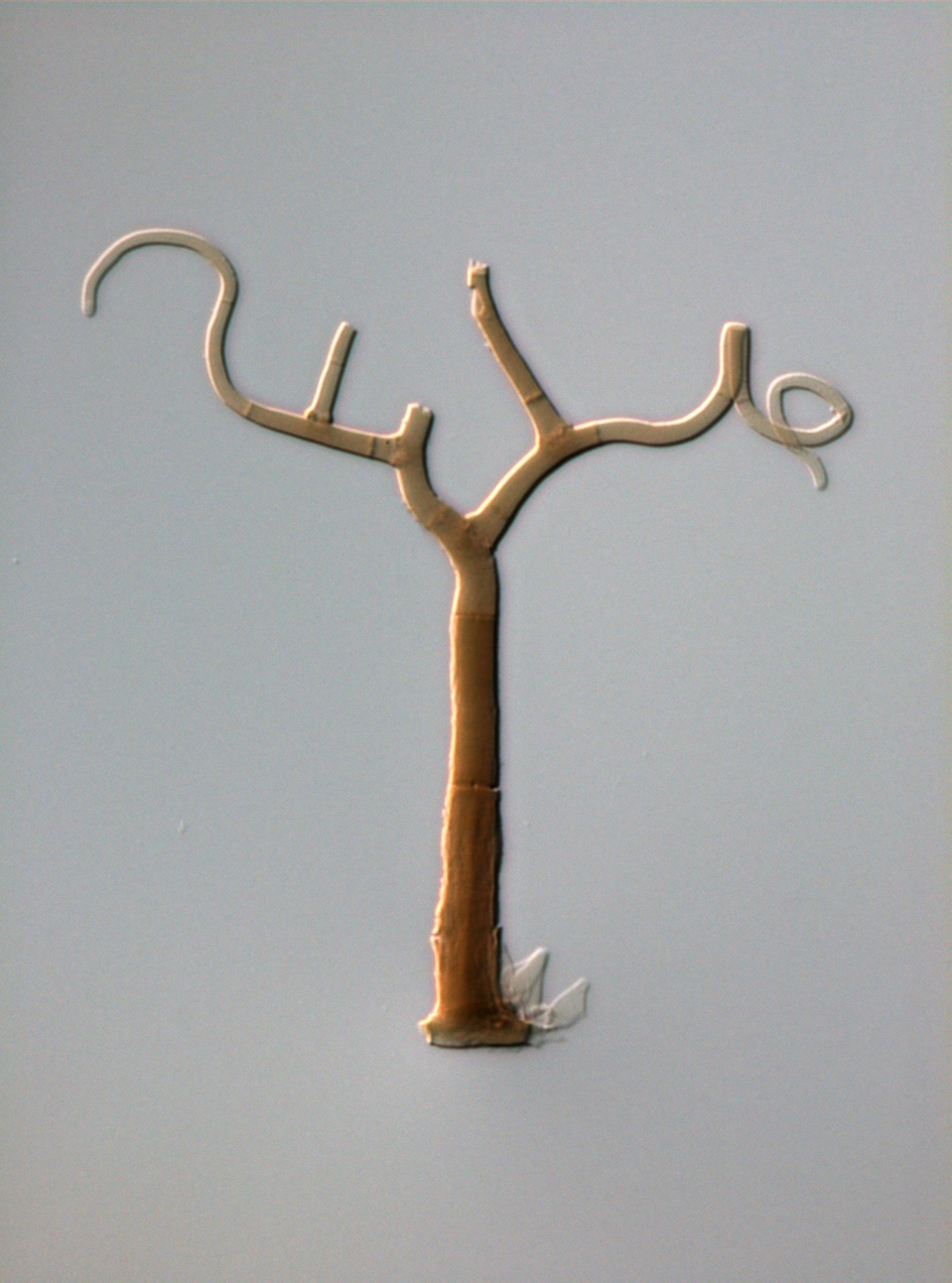 Gyrothrix | Alan Phillips