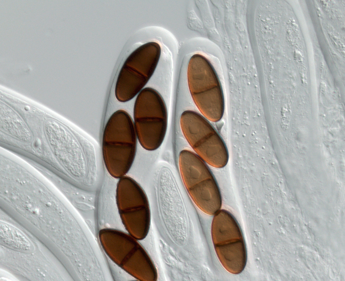 Botryosphaeria  | ALAN PHILLIPS