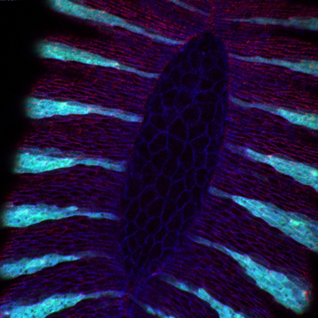 Drosophila | Beatriz Fernández