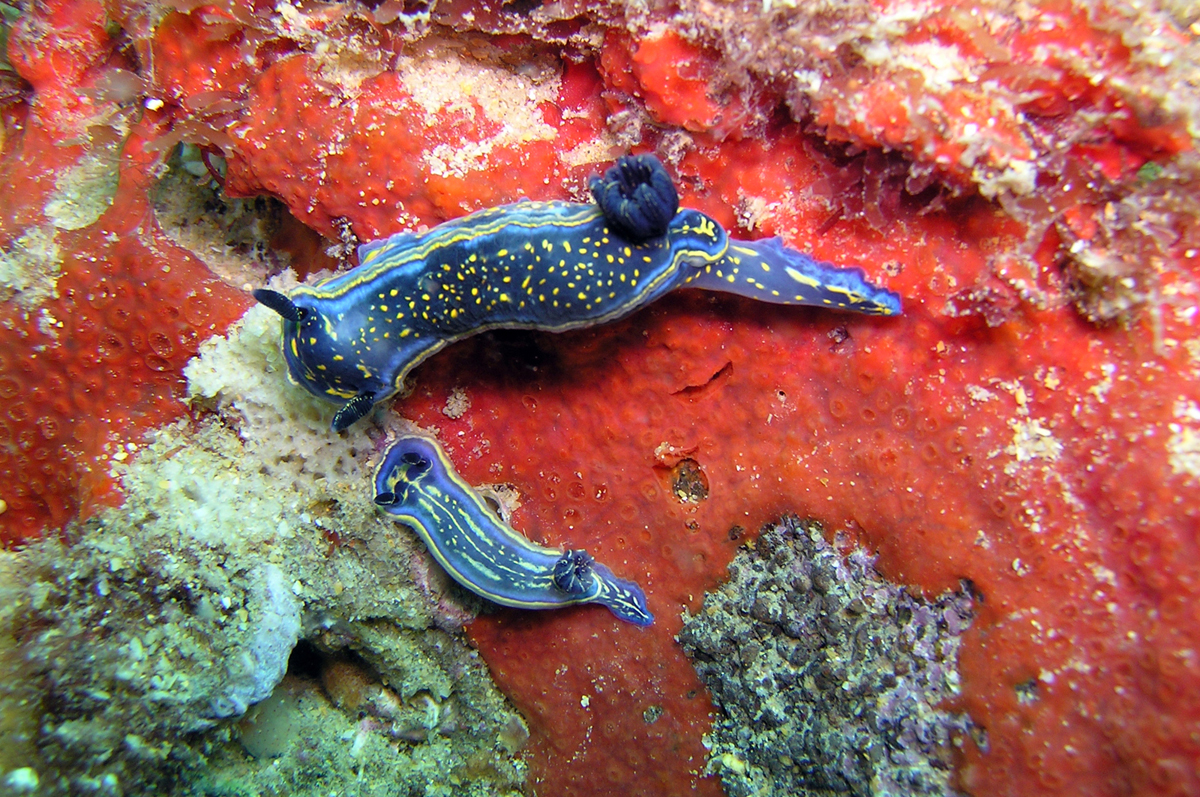 Nudibrânquios | David Abecasis