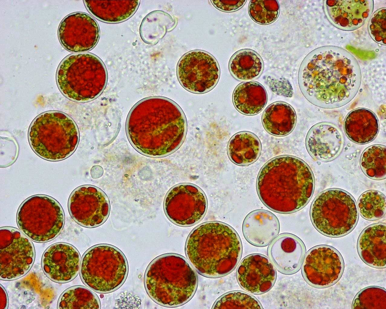 Haemotococcus | M. FILOMENA RAPOSO
